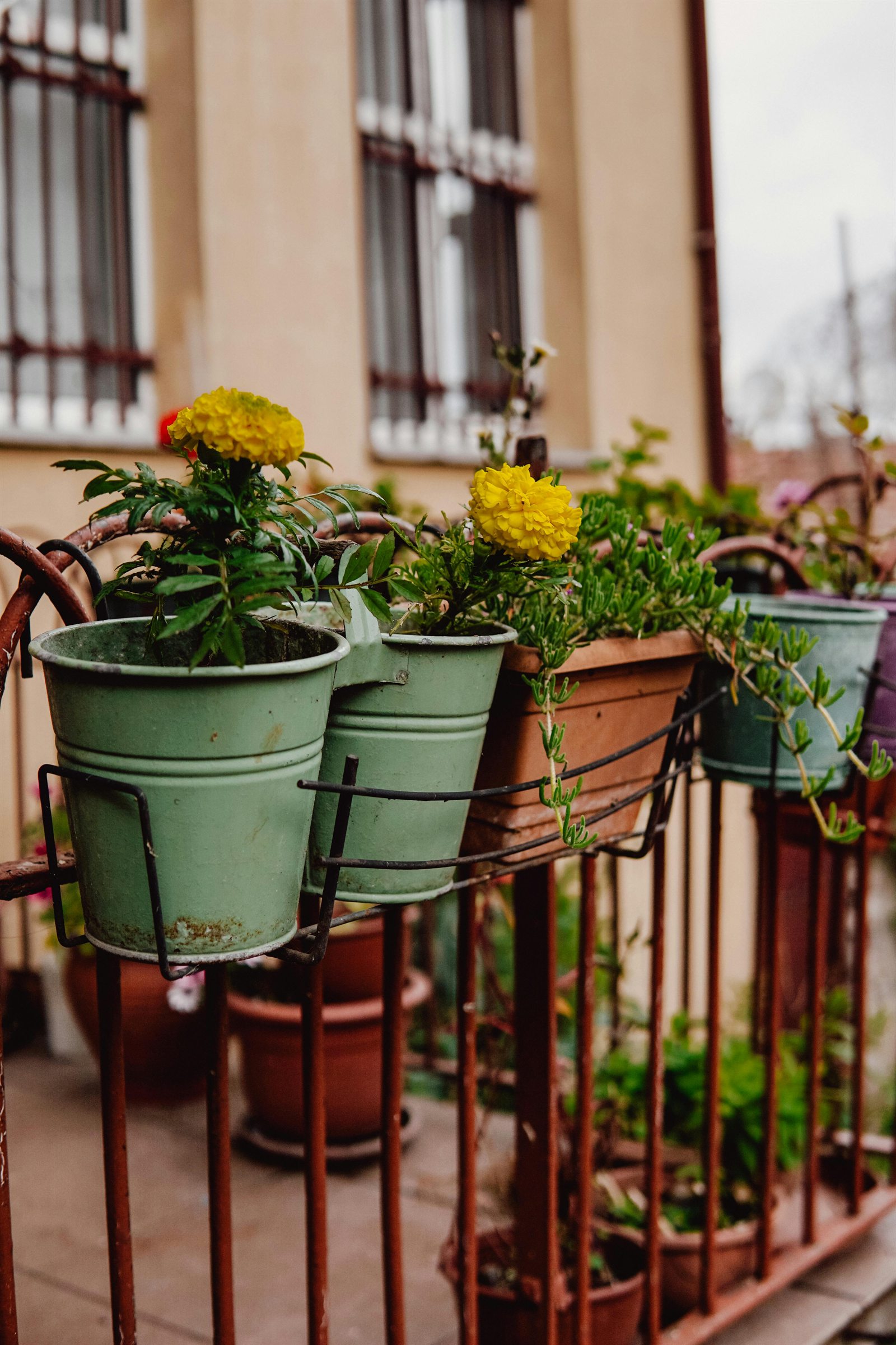 Pots fixés à une rambarde de balcon avec fleurs et feuillage, sur un espace urbain exposé au vent