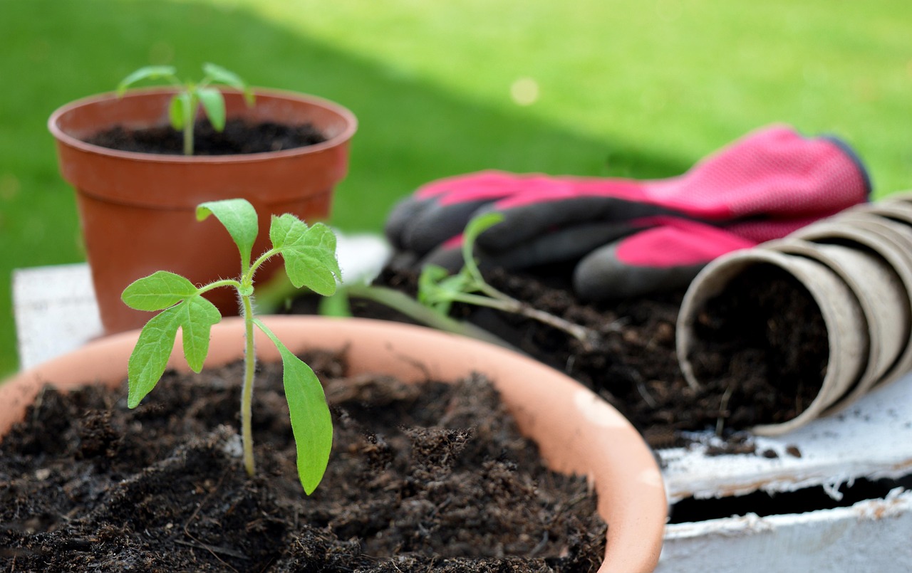 Jeune plant de tomate en pot sur une table de jardinage au printemps, prêt à être sorti dehors