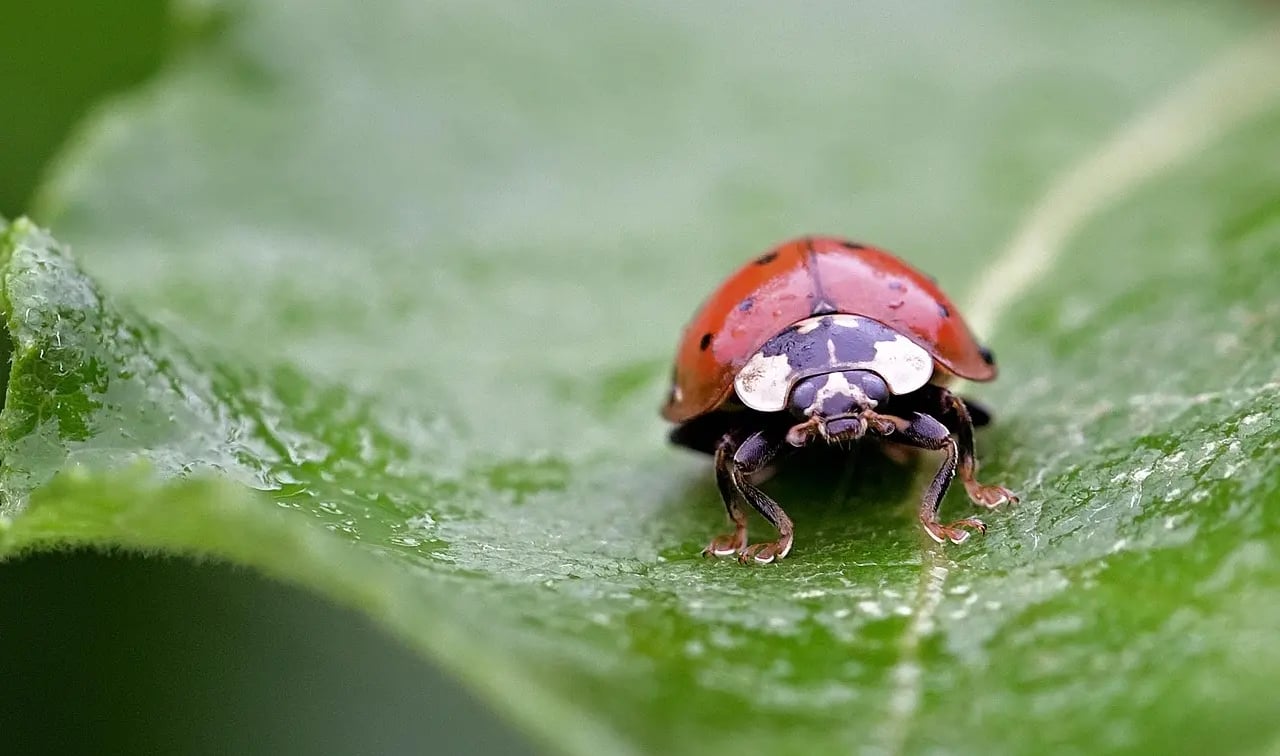 Coccinelle sur une feuille verte, un insecte utile au jardin pour lutter contre les pucerons