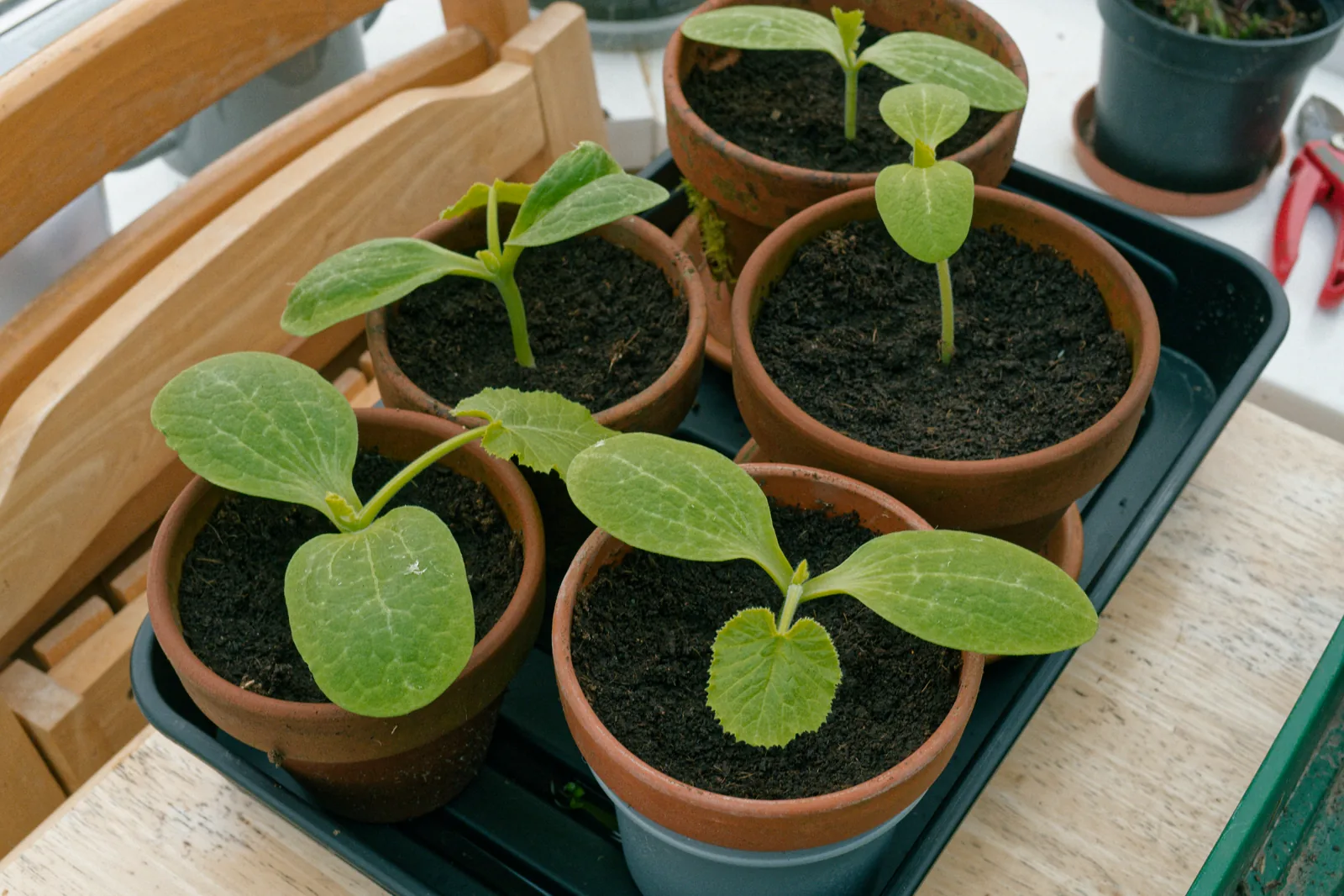 Jeunes plants de courgette en pots, prêts à être installés sur un balcon lumineux