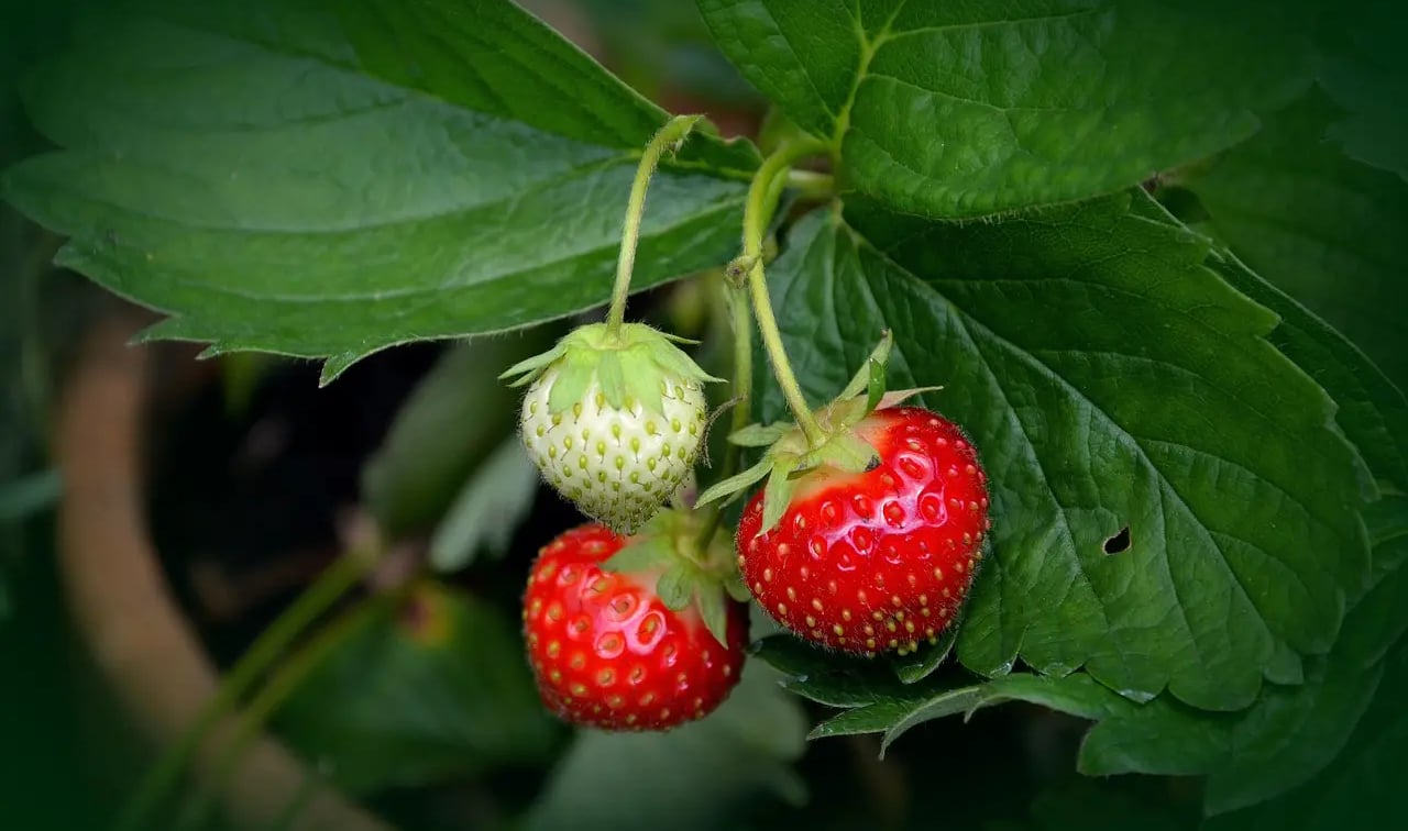Grosse fraise bien mûre dans un potager de balcon, entourée de feuilles et paillée