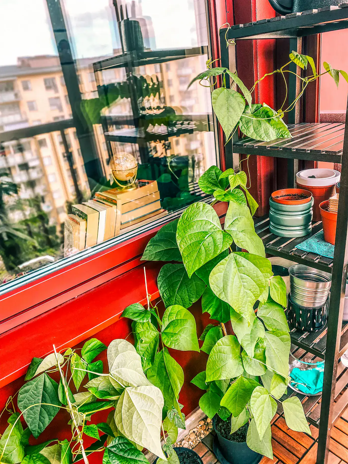 Plant de haricot en pot sur un balcon urbain, avec feuillage vert près d'une rambarde