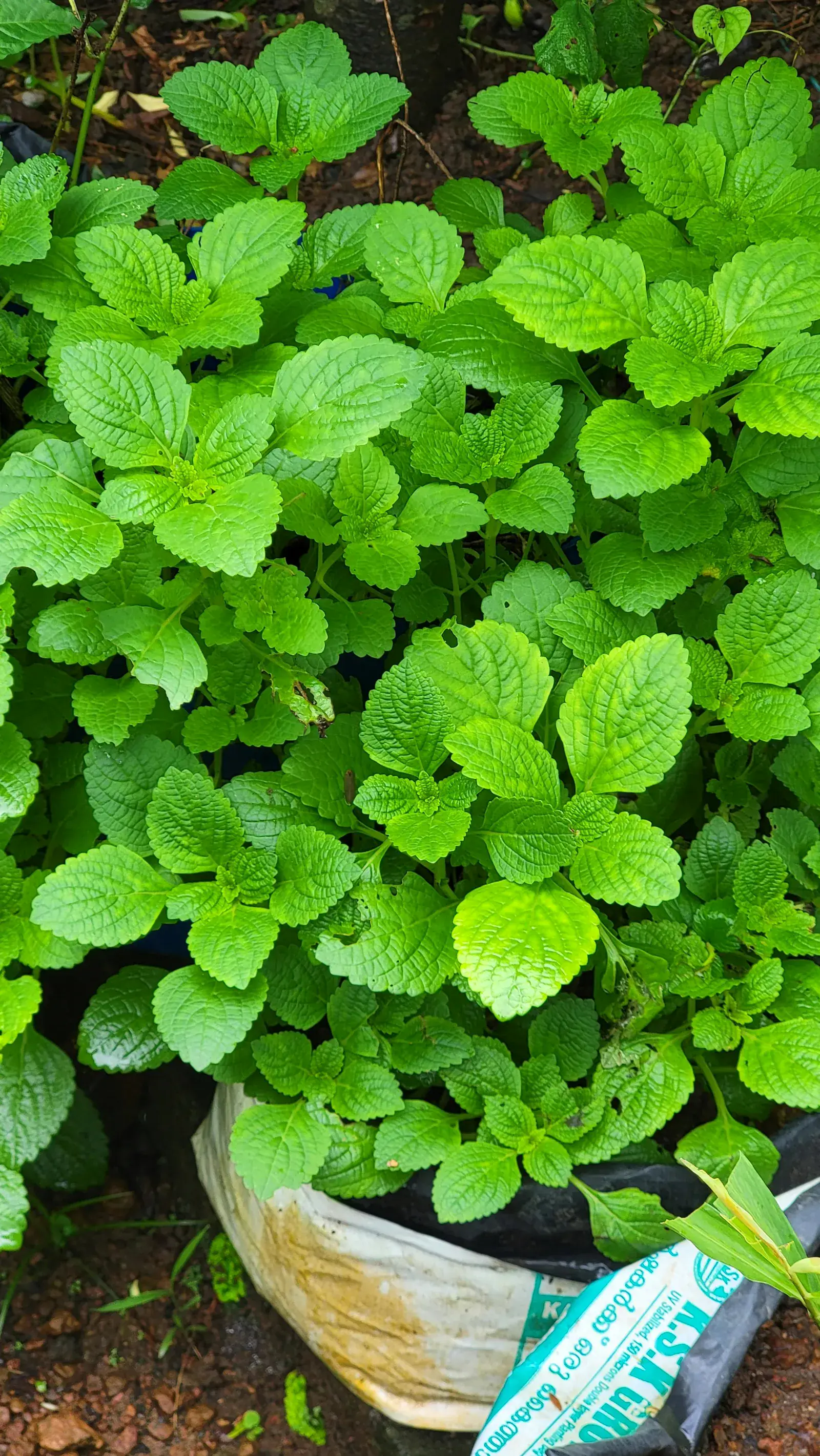 Menthe vigoureuse cultivée seule en pot, avec feuillage vert dense
