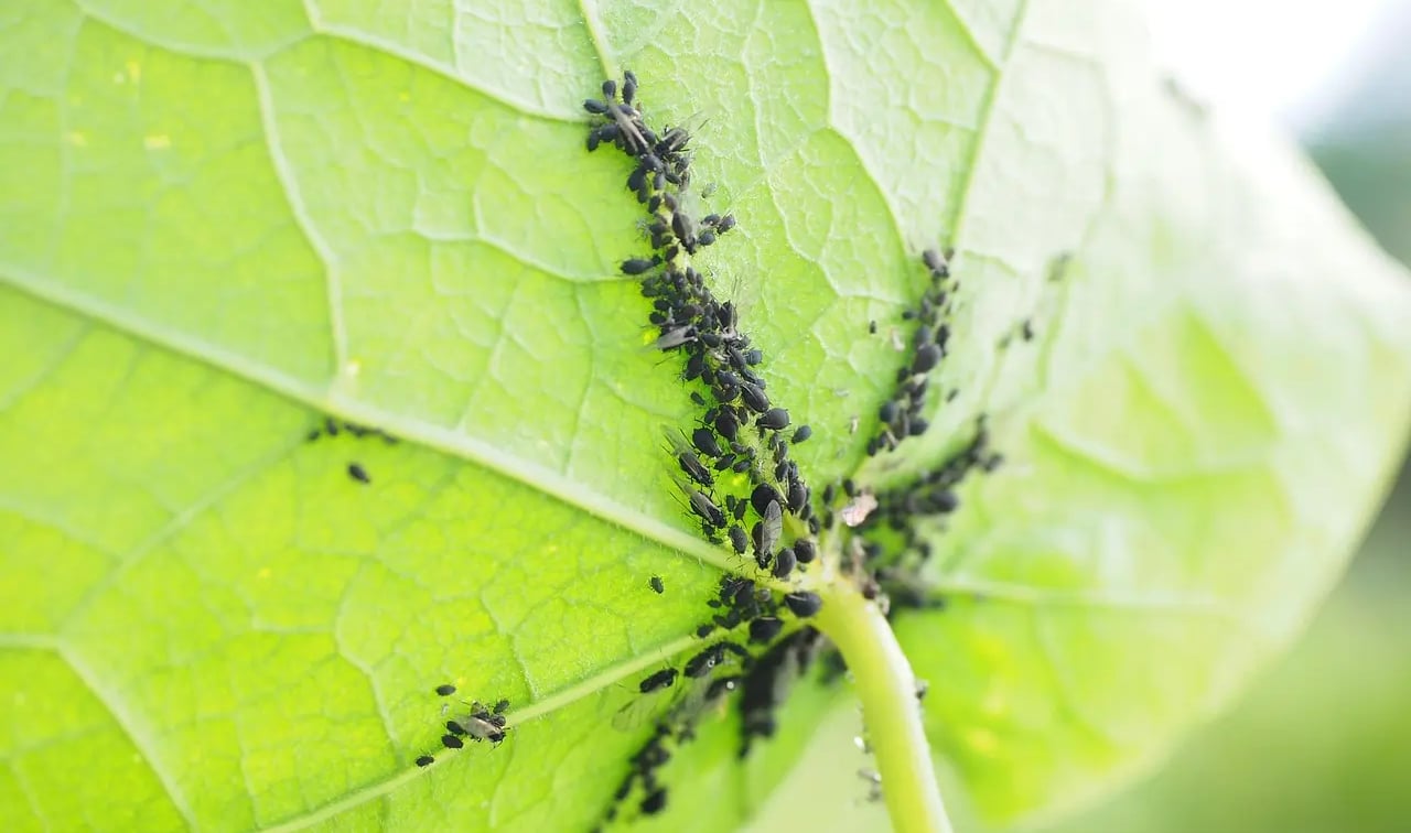 Invasion de pucerons noirs sous une feuille verte sur un balcon potager urbain