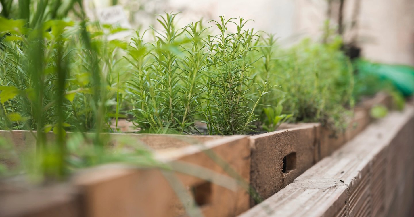 Pots d’herbes aromatiques alignés sur un balcon lumineux, avec basilic, menthe et thym