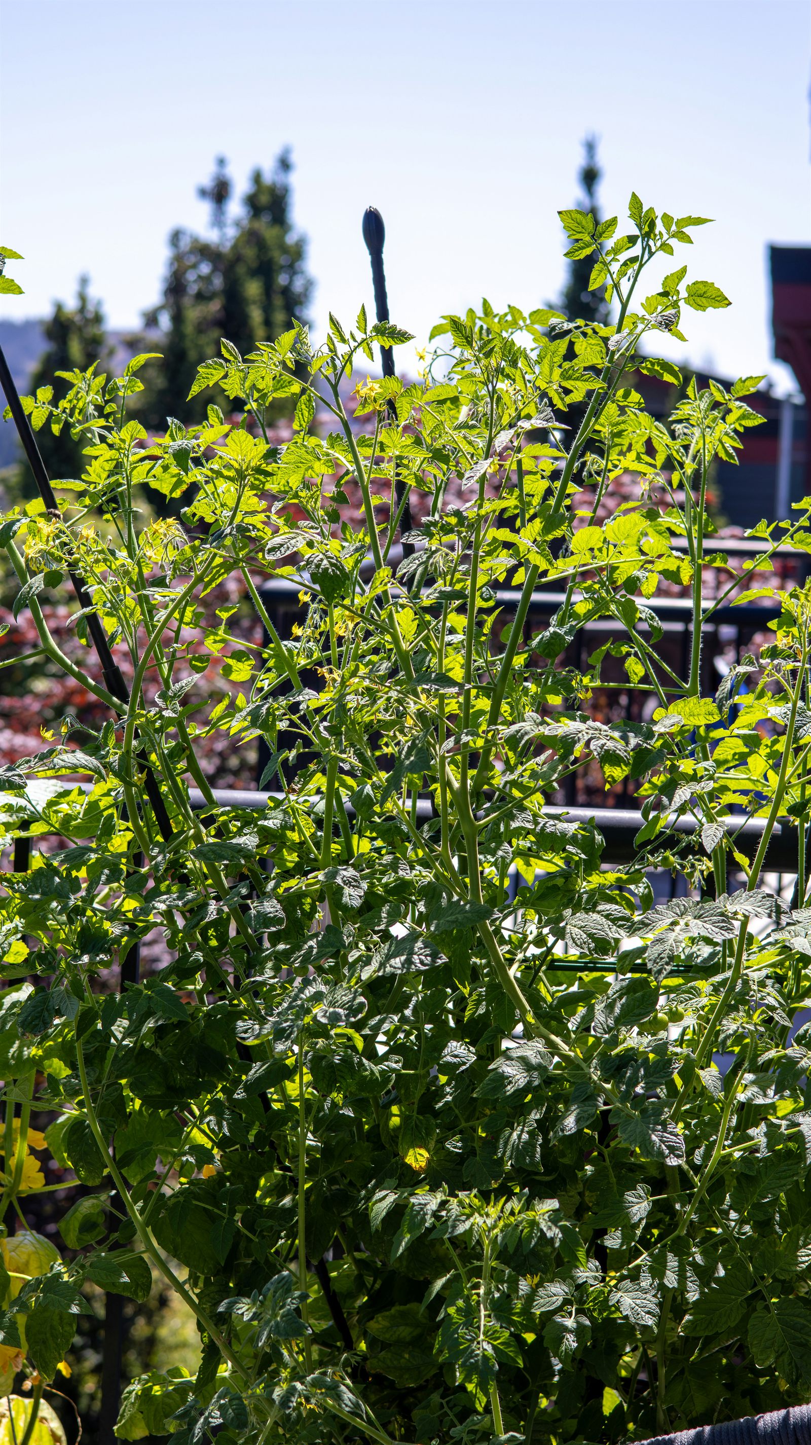Plant de tomate vigoureux sur un balcon ensoleillé, avec fleurs jaunes et tuteurs
