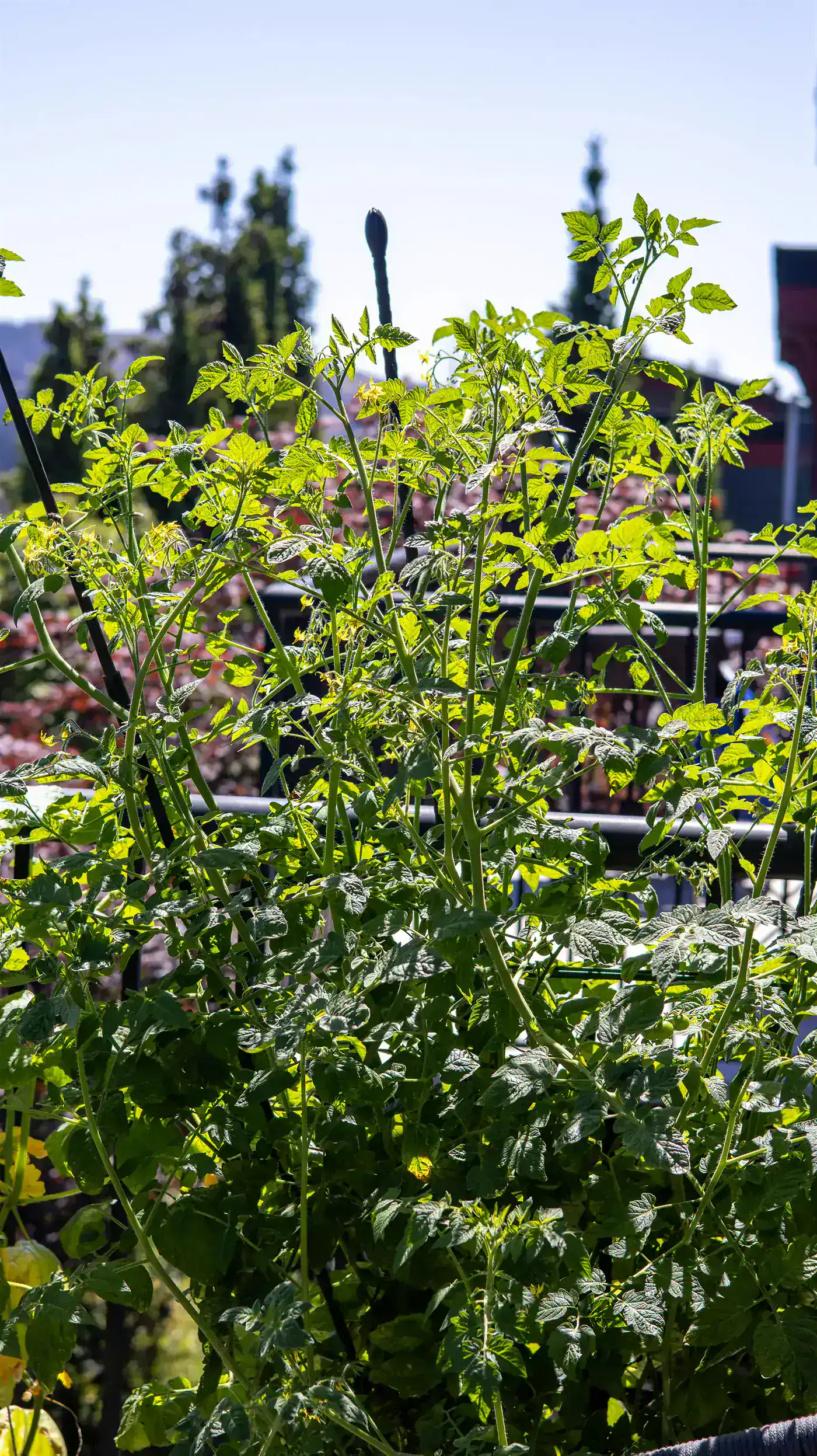 Plant de tomate vigoureux sur un balcon ensoleillé, avec fleurs jaunes et tuteurs