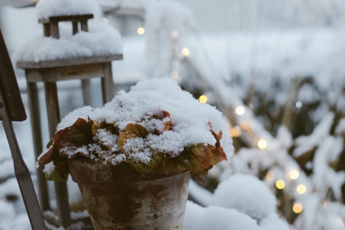 Pot en terre cuite et feuillage couverts de neige sur du mobilier extérieur