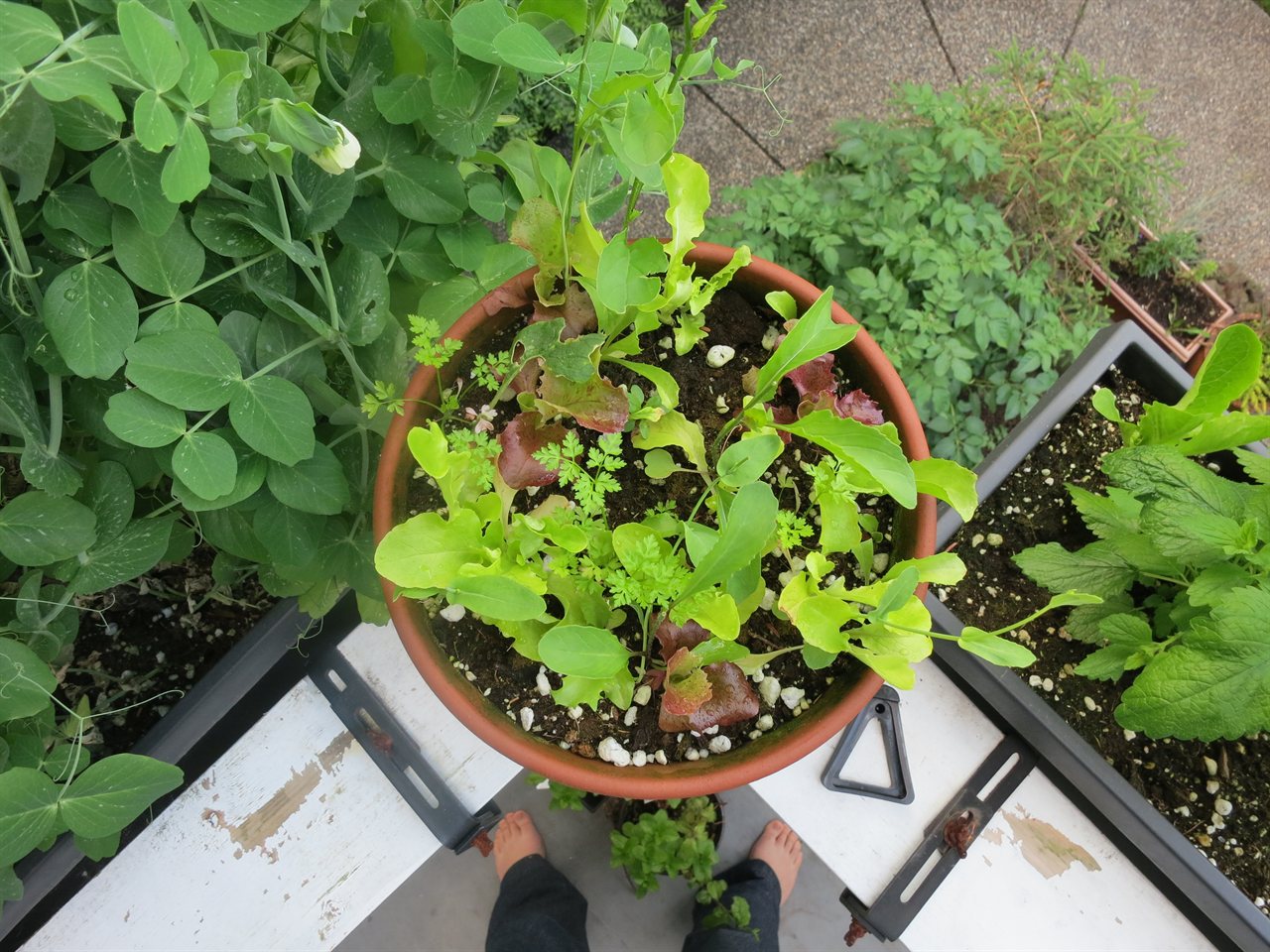 Potager de balcon au printemps avec laitues, pois et aromatiques en pot vus du dessus
