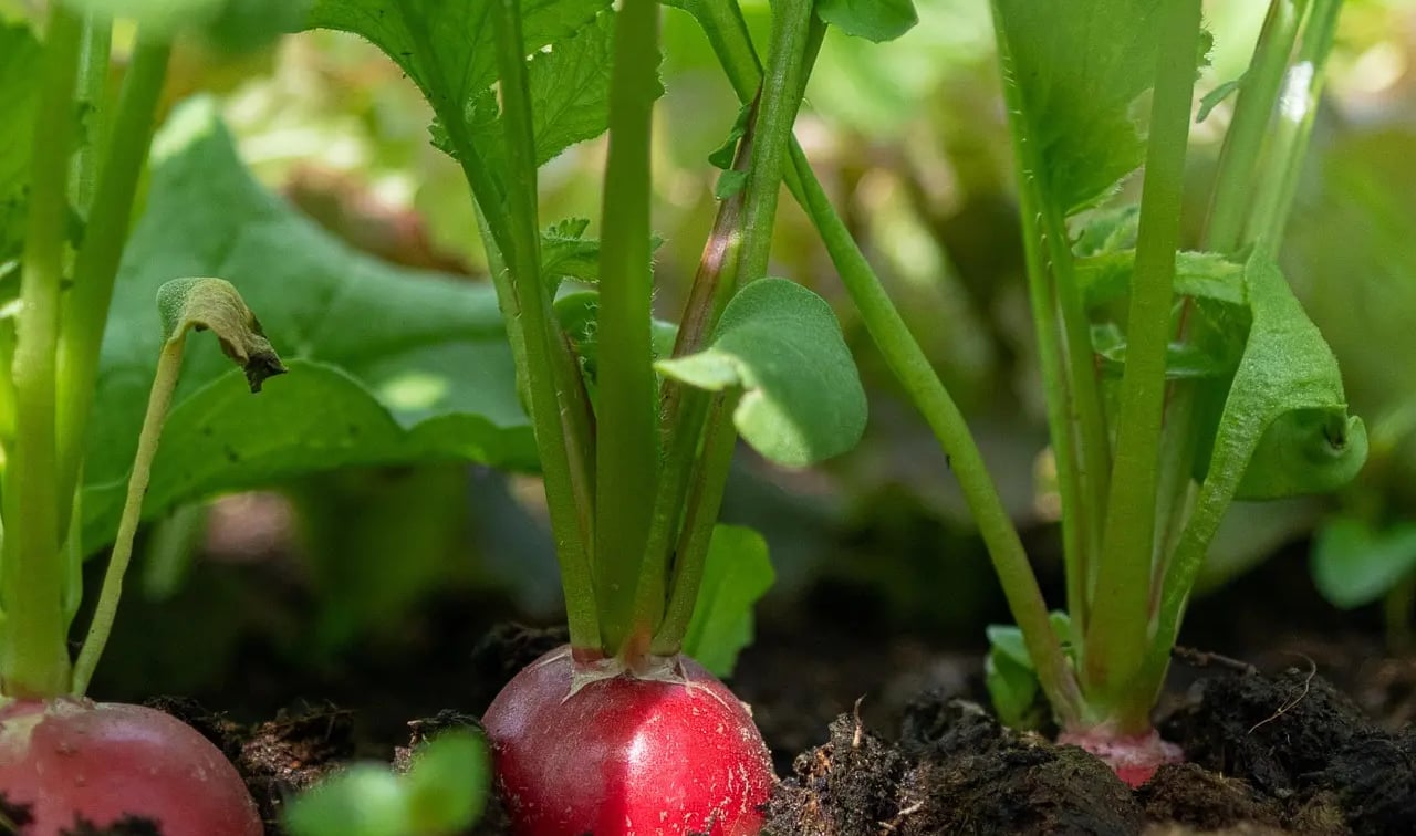 Radis fraîchement récoltés sur un balcon potager, avec fanes vertes et racines colorées