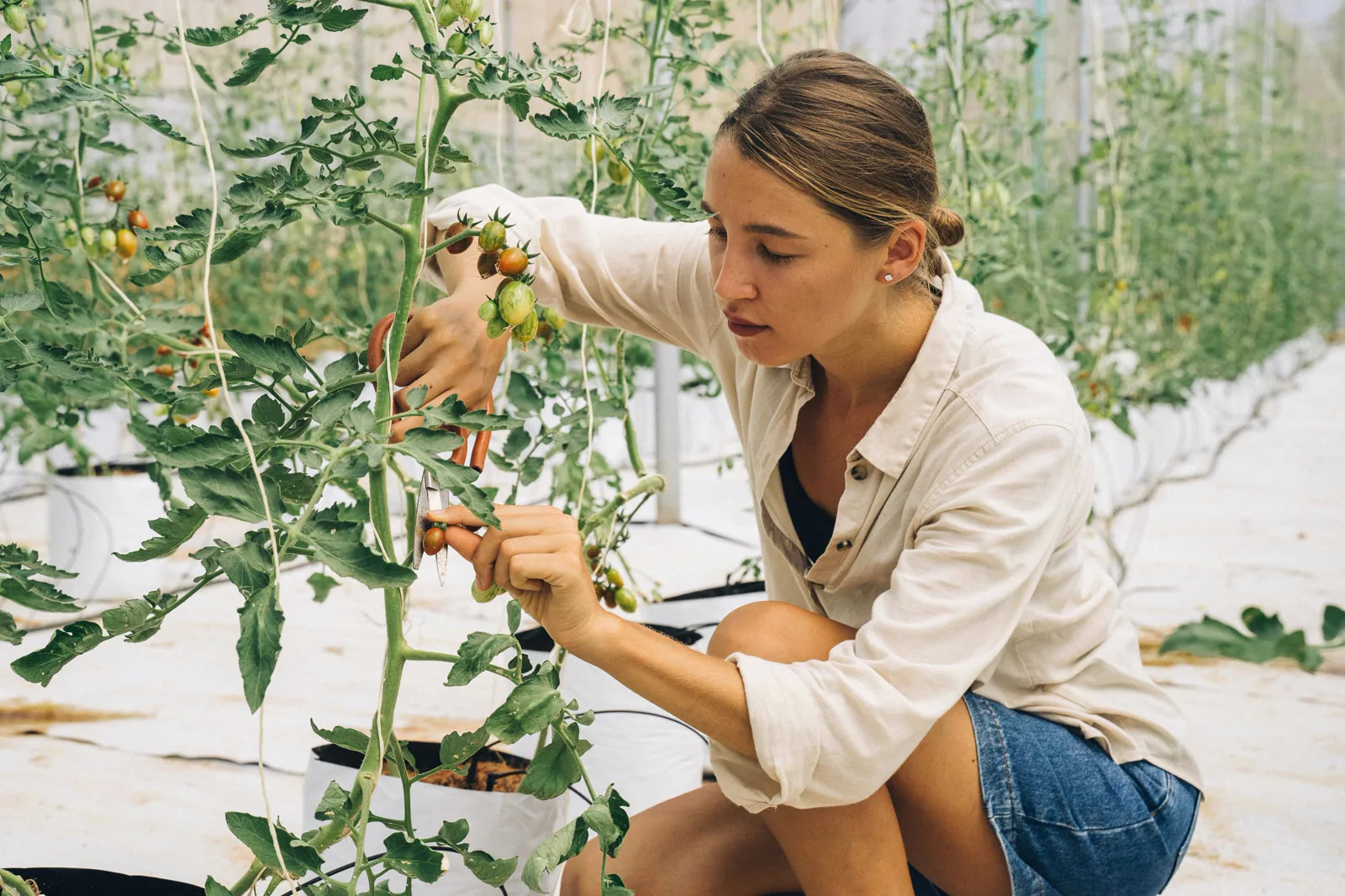 Taille d'un plant de tomate avec un sécateur, feuillage et fruits visibles