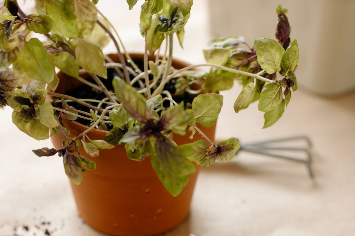 Plante en pot de terre cuite sur une surface mouillée, avec du terreau éparpillé